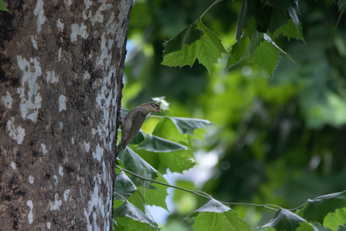Gray-headed Woodpecker - ML612249974