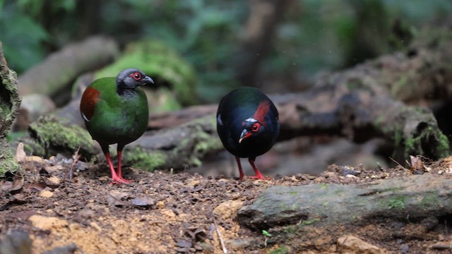Crested Partridge - ML612250337