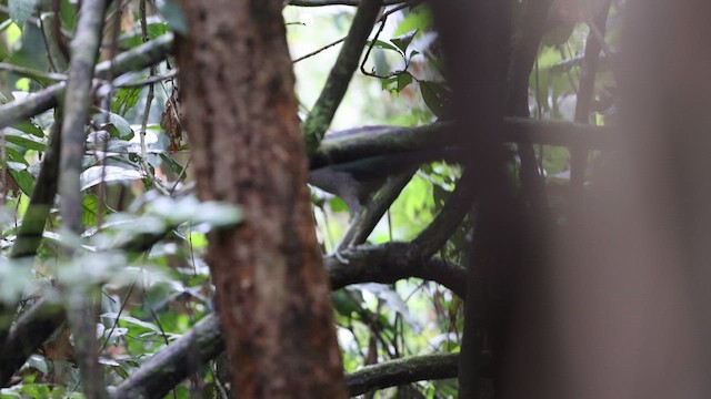 Борнейская воронья кукушка - ML612250584