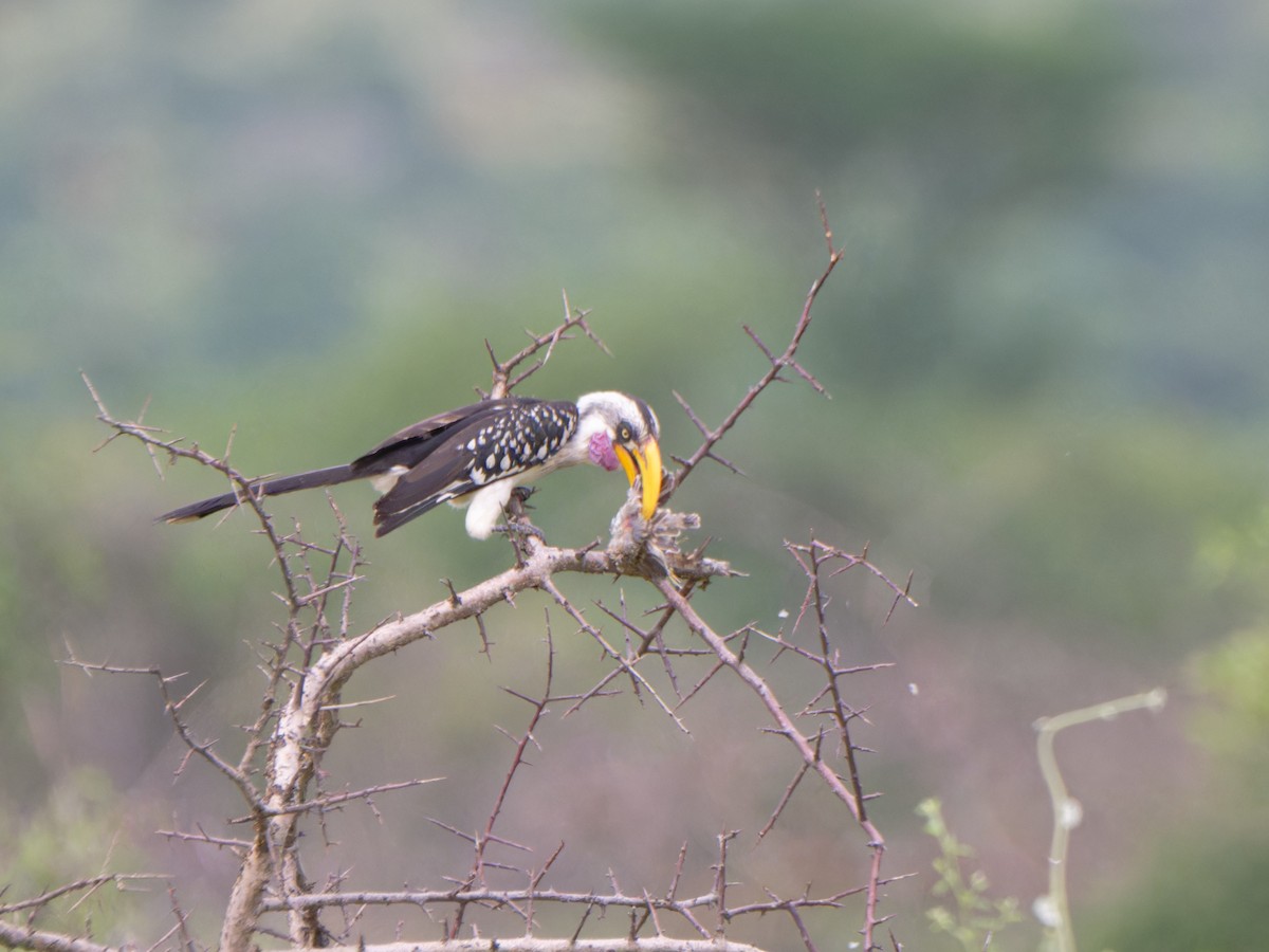 Eastern Yellow-billed Hornbill - Alan Van Norman