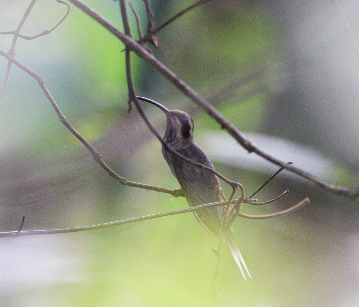 kolibřík pruhohrdlý - ML612251202