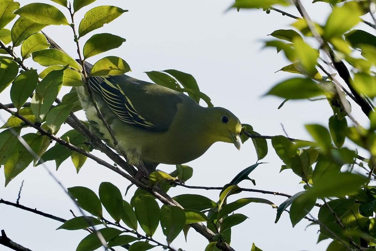 Sri Lanka Green-Pigeon - ML612251325