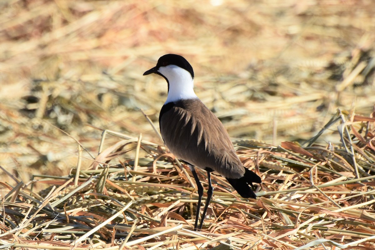 Spur-winged Lapwing - ML612251574
