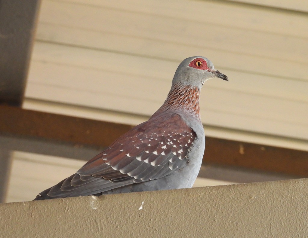Speckled Pigeon - ML612251595