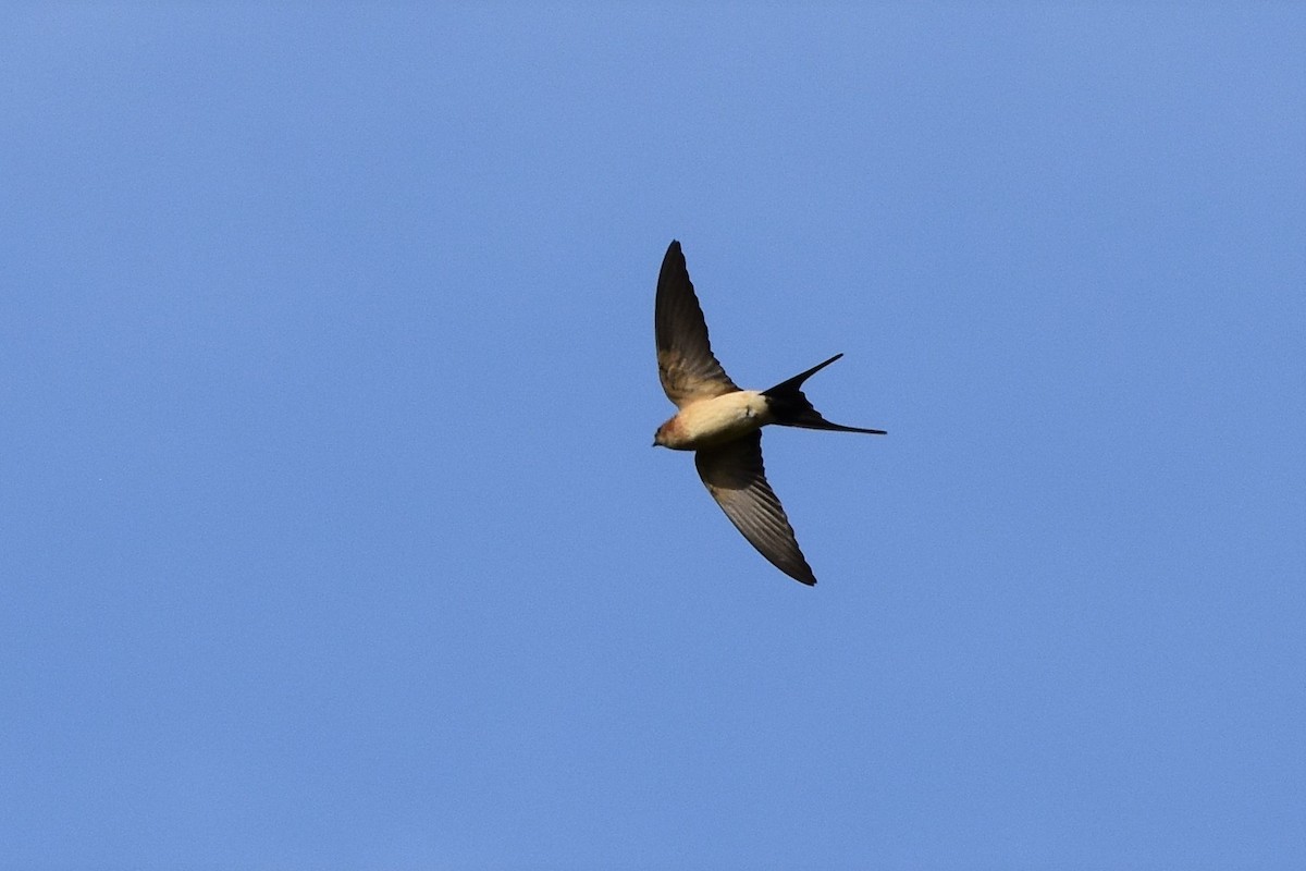 Red-rumped Swallow - ML612251600