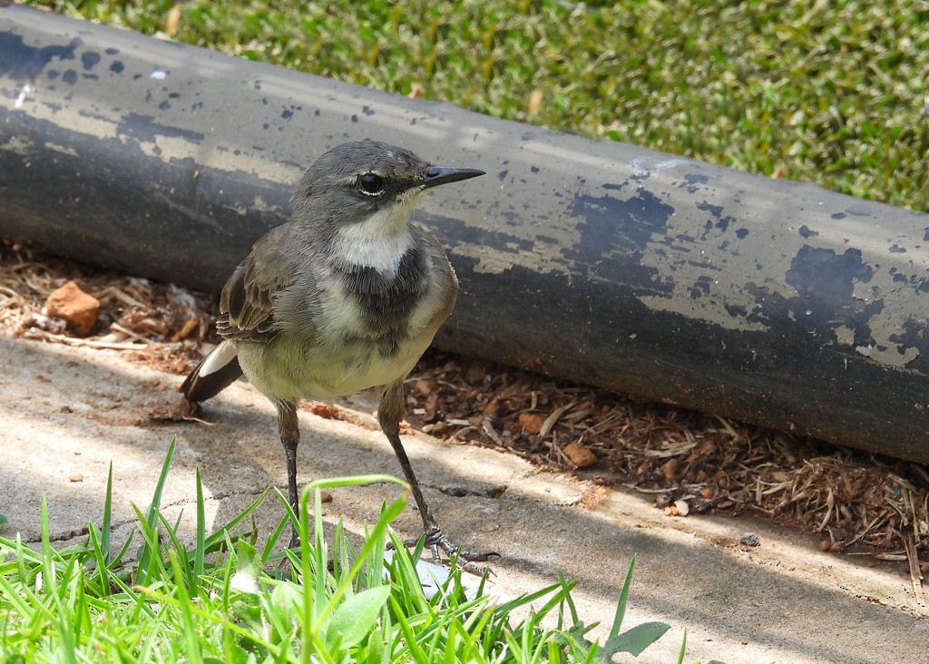 Cape Wagtail - ML612251614