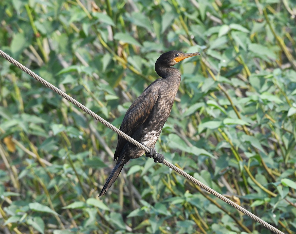 Indian Cormorant - ML612251816
