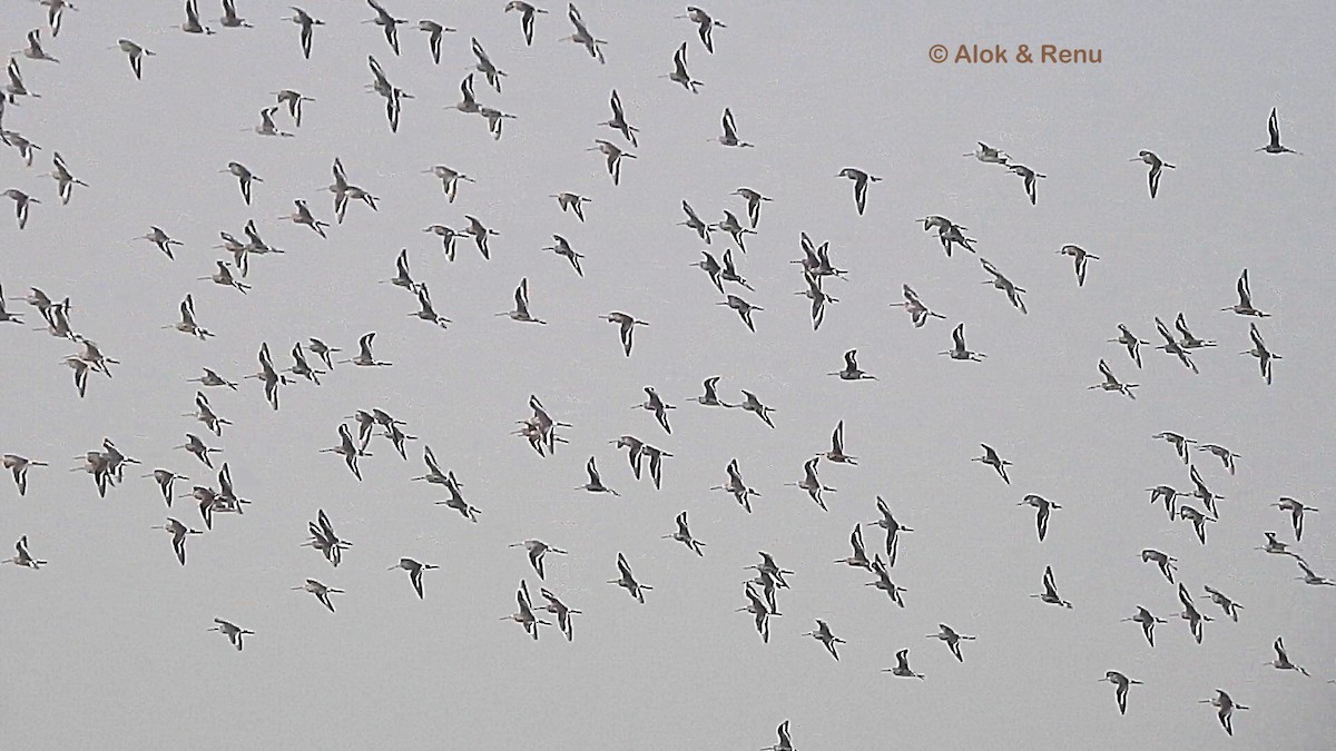Black-tailed Godwit - ML612251921