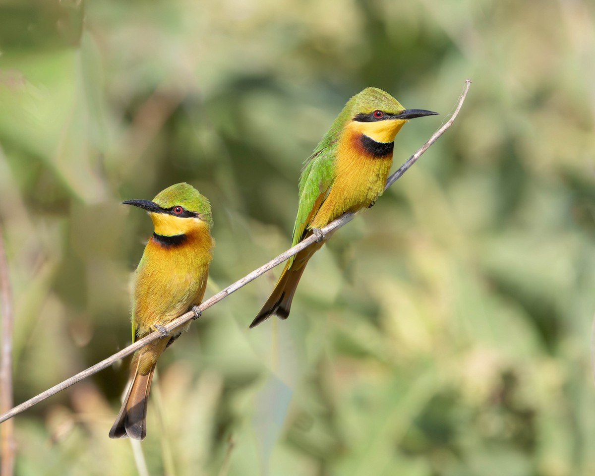 Little Bee-eater - Per Smith