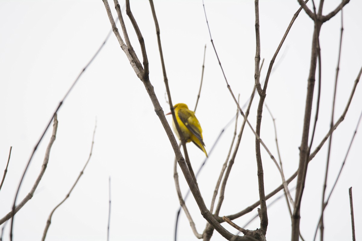 Indian Golden Oriole - ML612251997