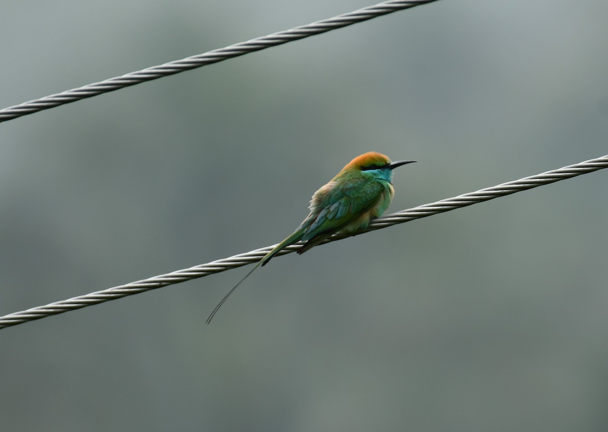 Asian Green Bee-eater - ML612252159