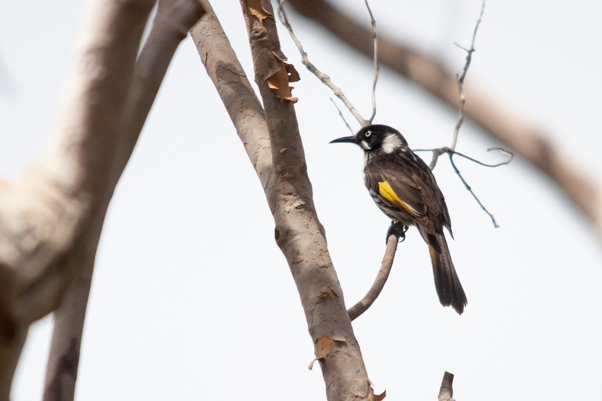 New Holland Honeyeater - Miguel Rouco
