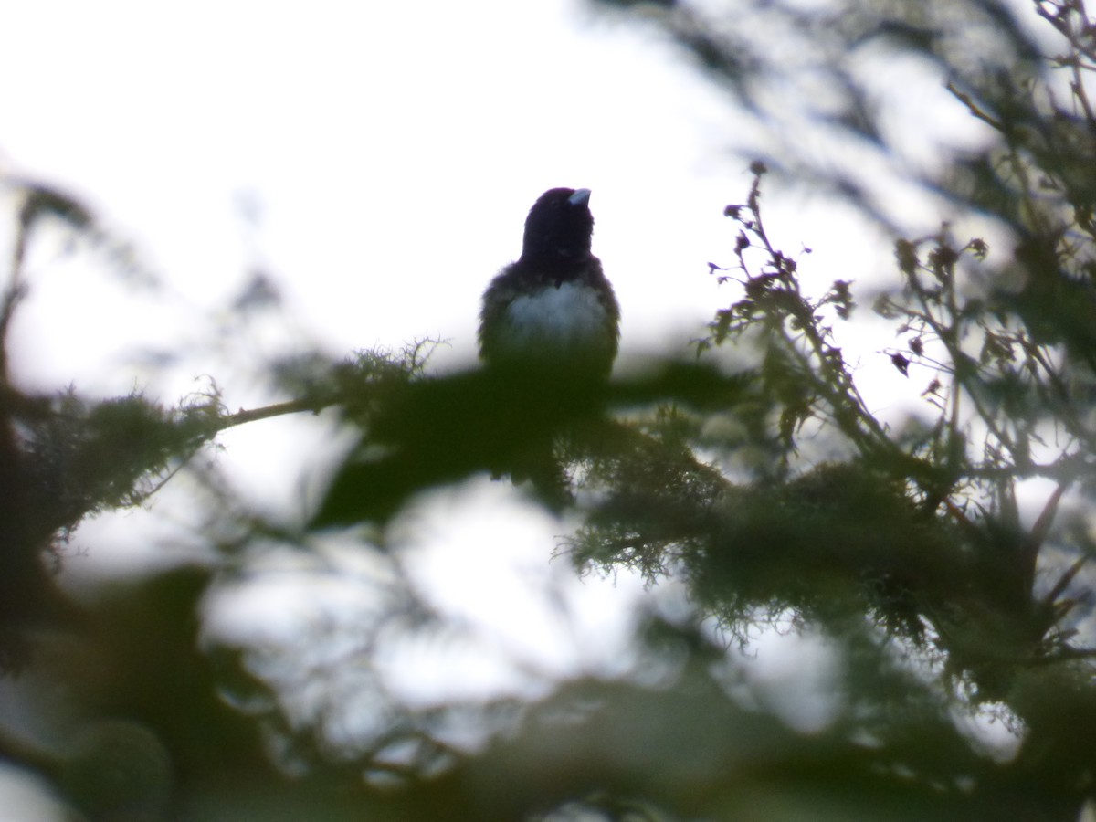 Black-and-white Seedeater - ML612252829
