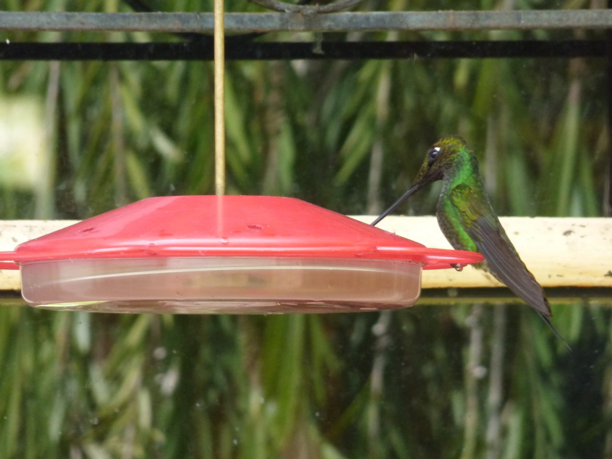Sword-billed Hummingbird - ML612252861