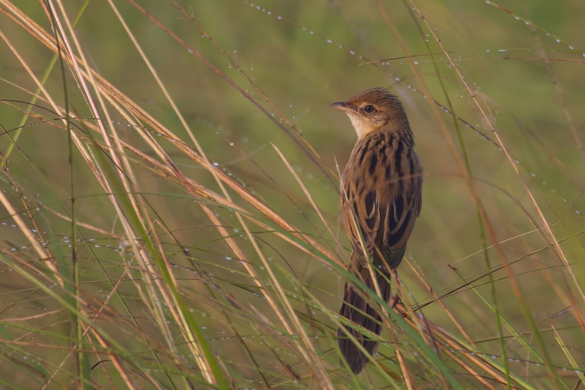 Bristled Grassbird - Sourav Mandal
