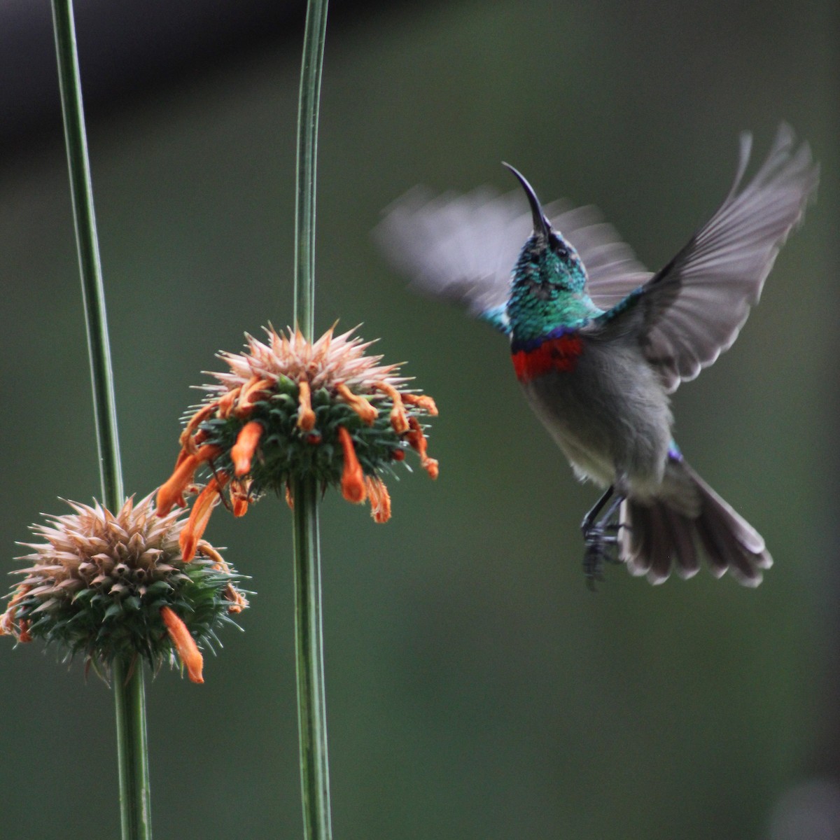 Southern Double-collared Sunbird - ML612253071