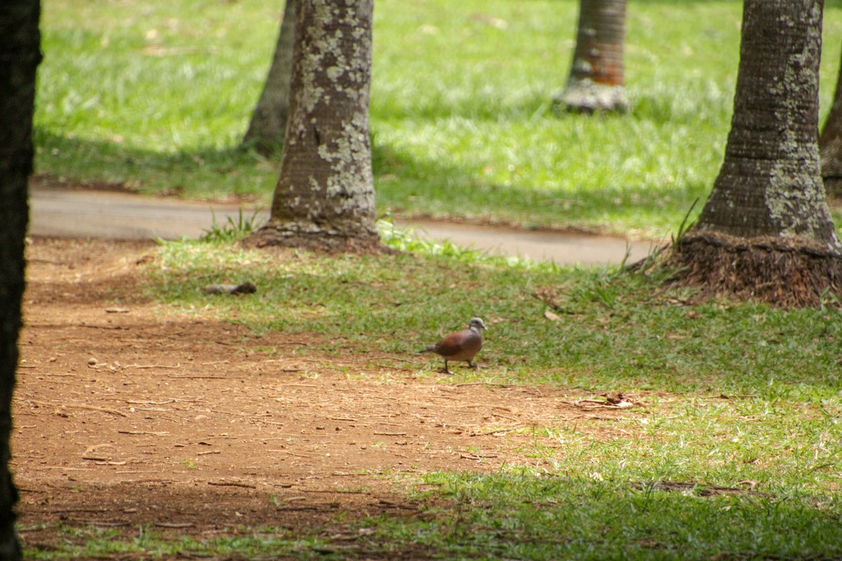 Malagasy Turtle-Dove - ML612253201