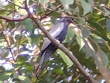 Square-tailed Drongo-Cuckoo - Lars Mannzen
