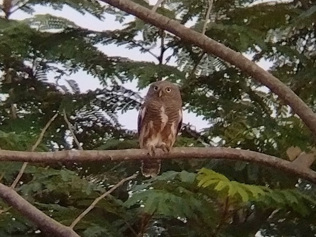 Asian Barred Owlet - ML612253644