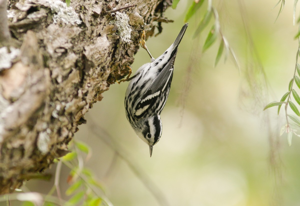Black-and-white Warbler - ML612254092