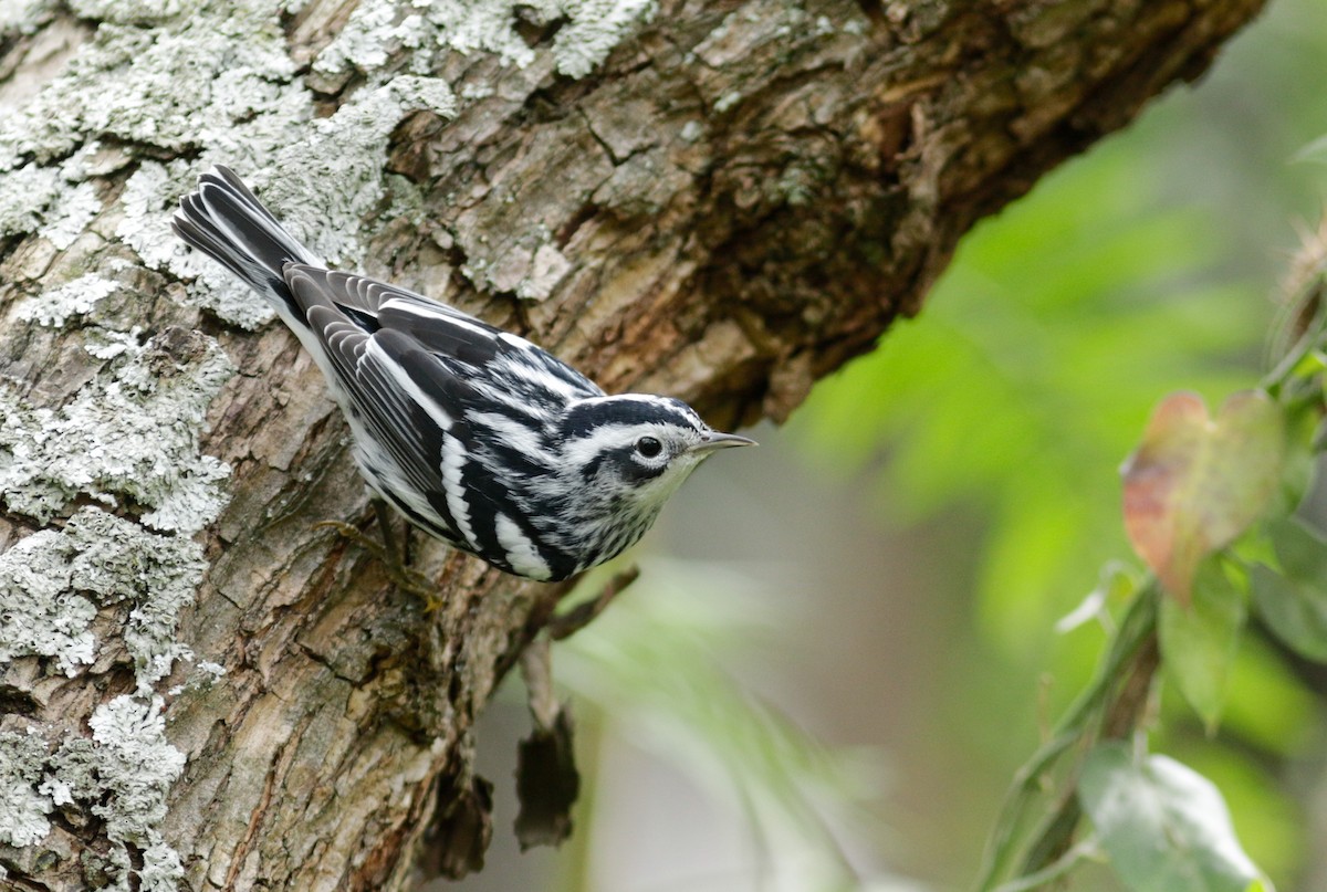 Black-and-white Warbler - ML612254093