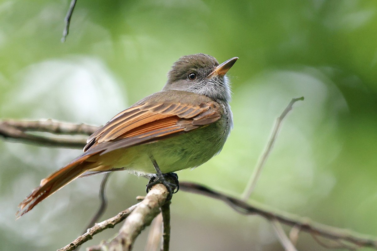Rufous-tailed Flycatcher - ML612254164