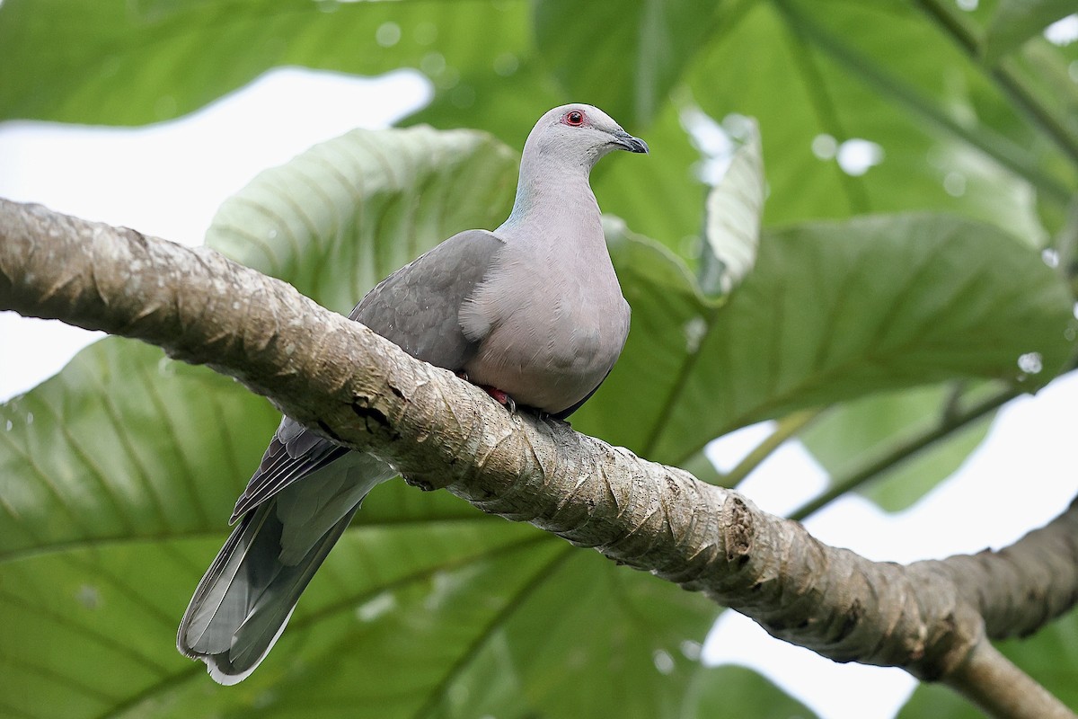 Ring-tailed Pigeon - ML612254303