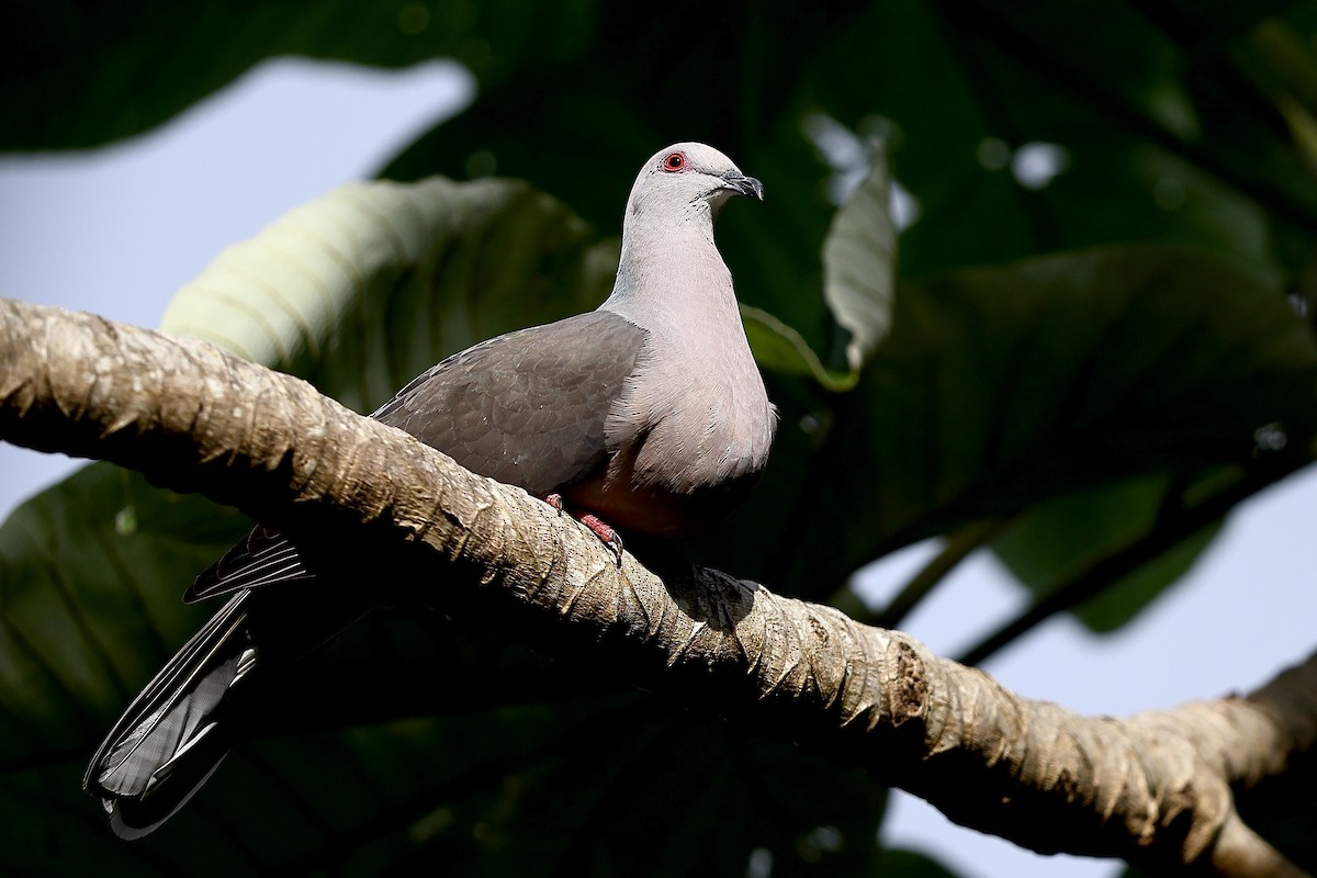 Ring-tailed Pigeon - ML612254305