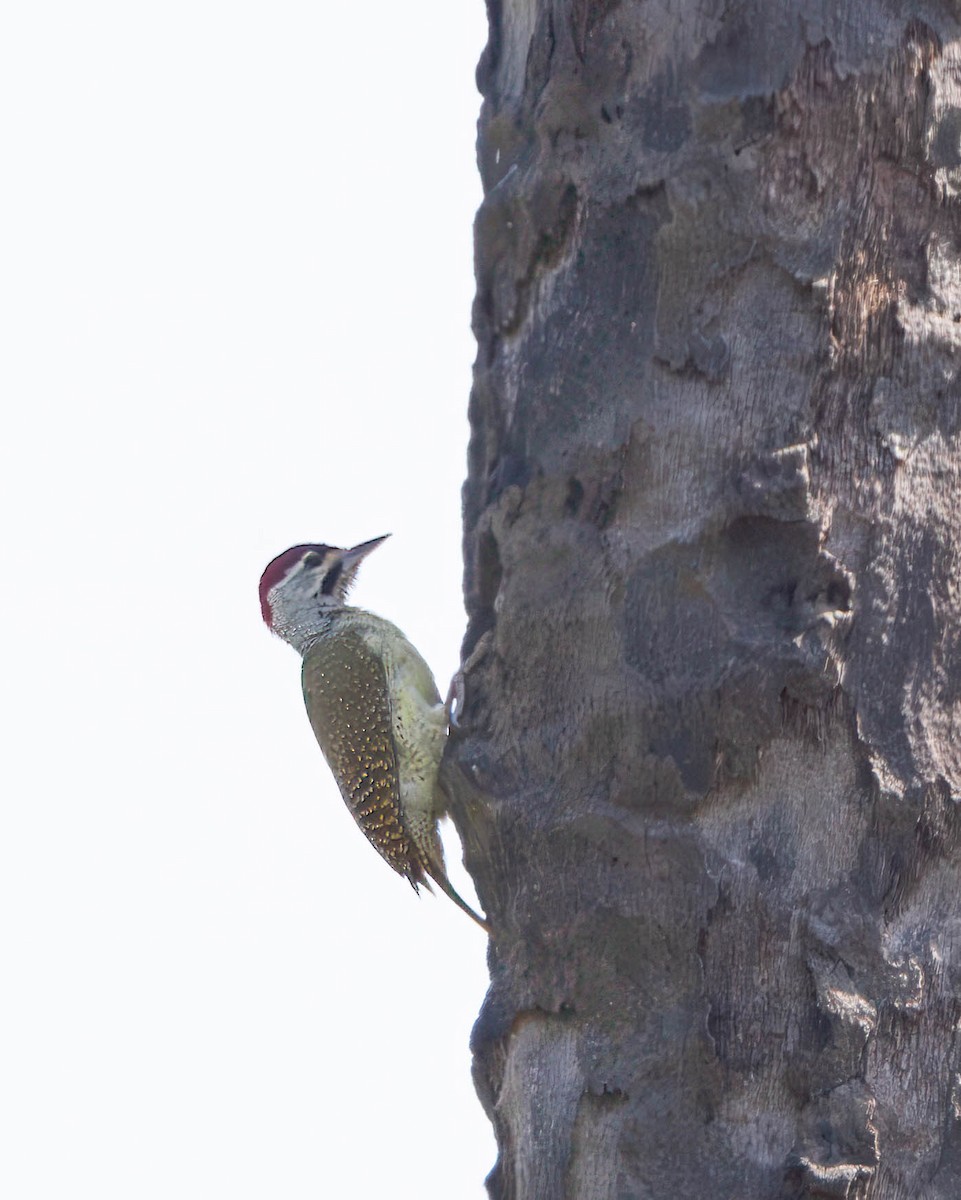 Fine-spotted Woodpecker - ML612254686