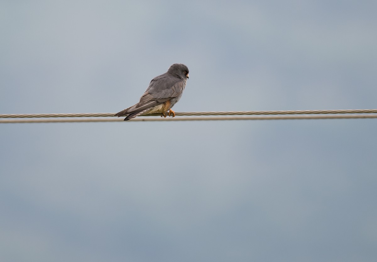 Red-footed Falcon - ML612254780