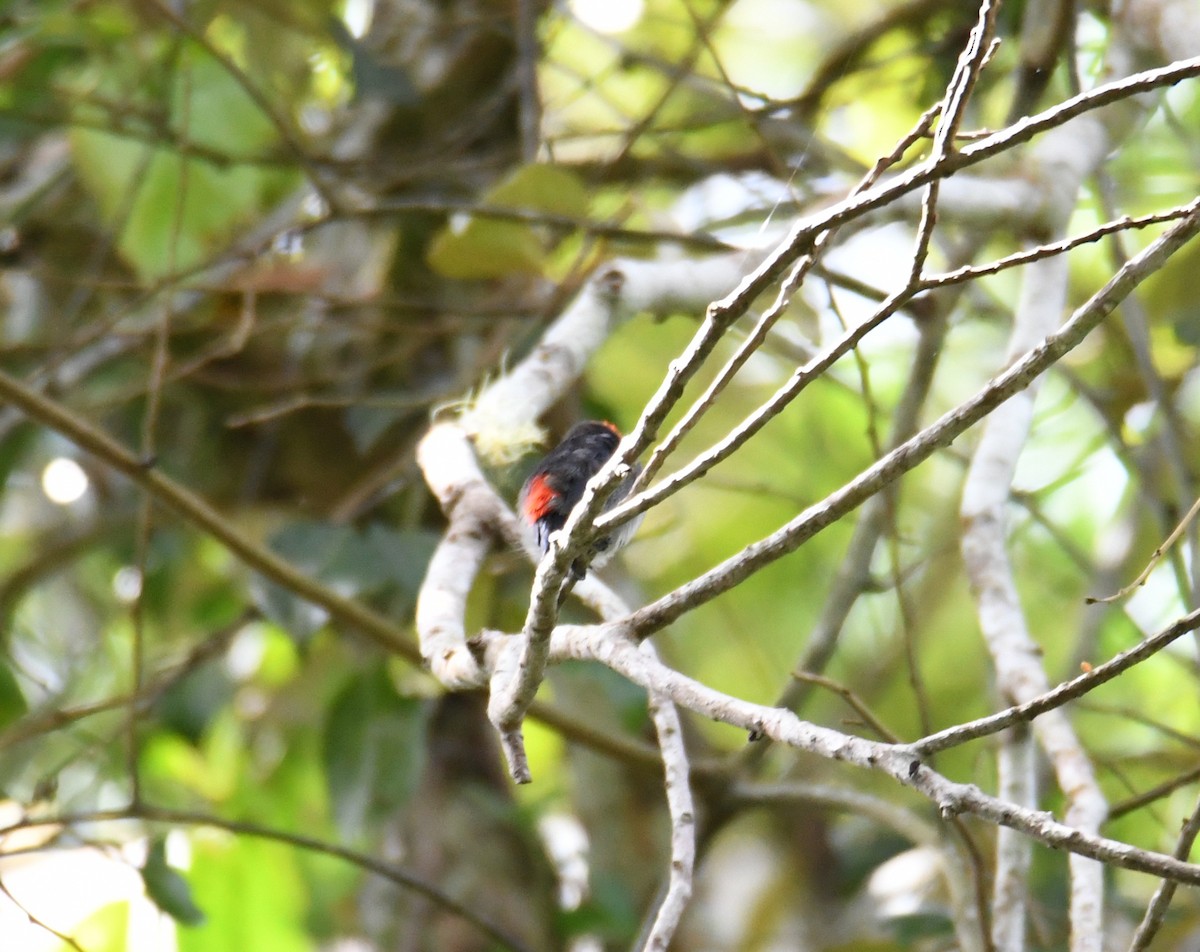 Crimson-crowned Flowerpecker - ML612254818