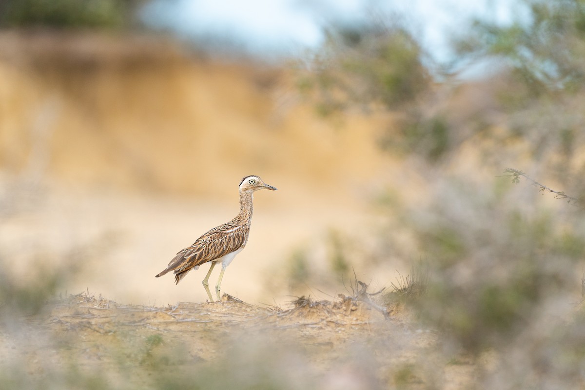 Double-striped Thick-knee - ML612254858