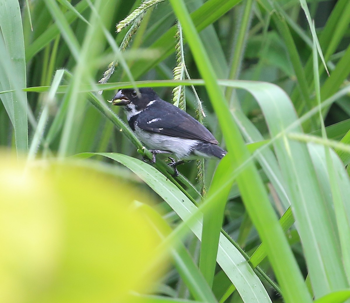 Wing-barred Seedeater (Caqueta) - Patricia Isaacson