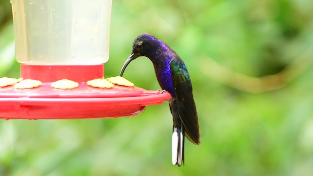 kolibřík fialkový - ML612254994