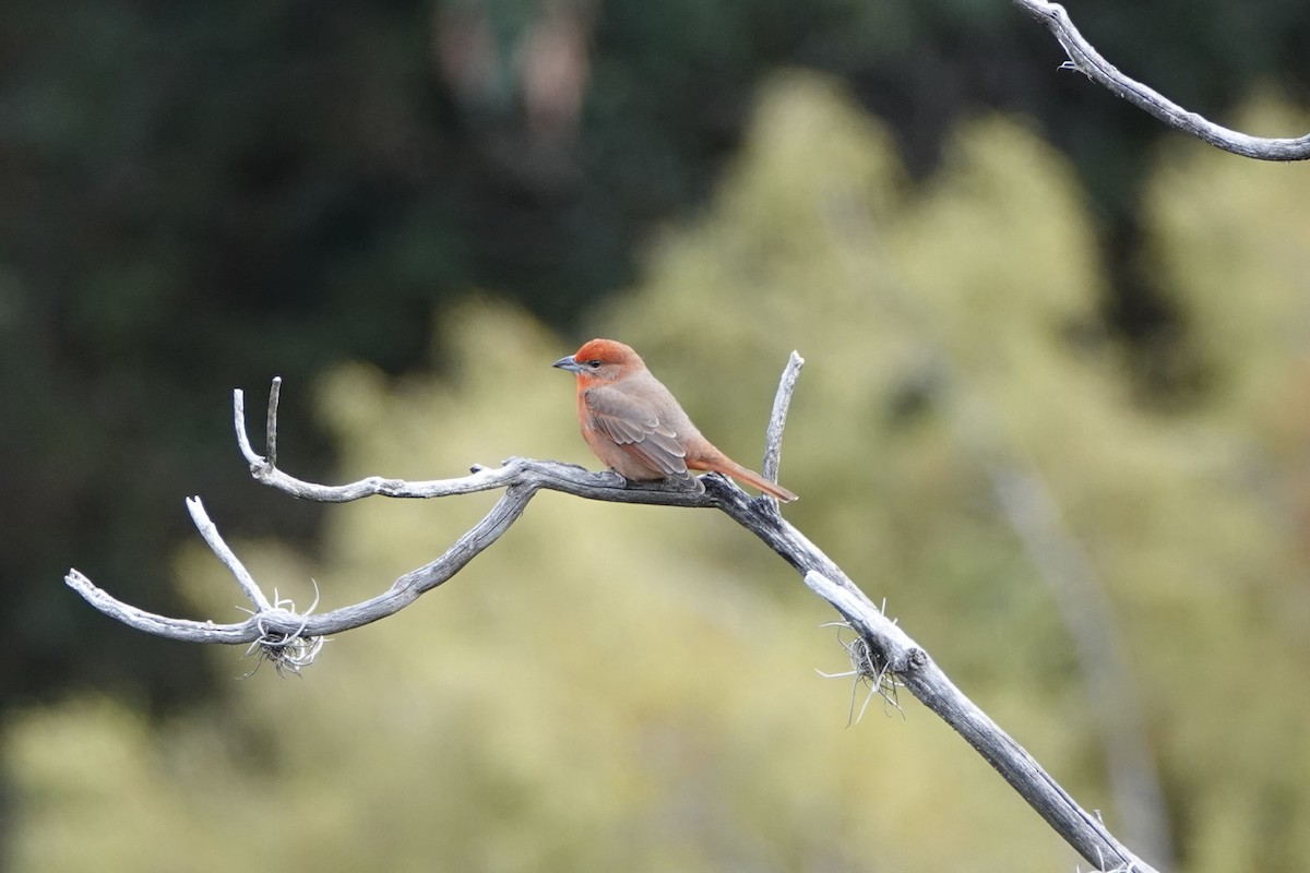 Hepatic Tanager - ML612255272