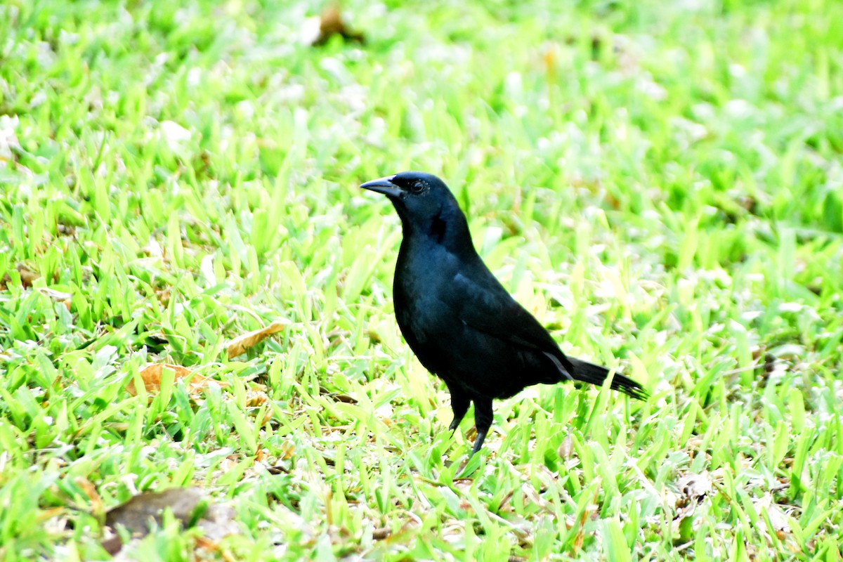 Melodious Blackbird - Rohit Chakravarty