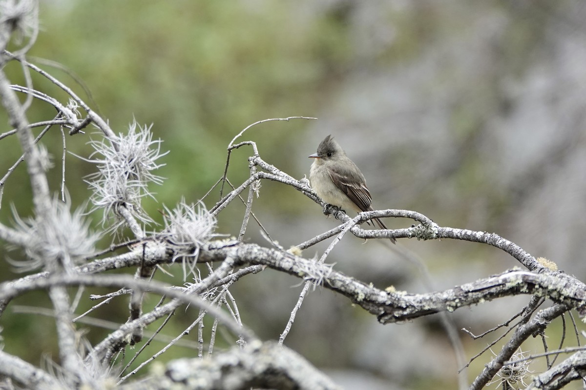 Greater Pewee - ML612255334