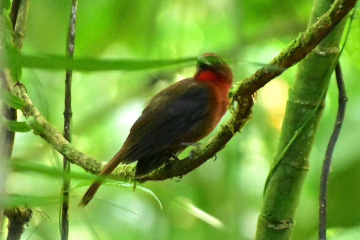 Red-throated Ant-Tanager - ML612255416