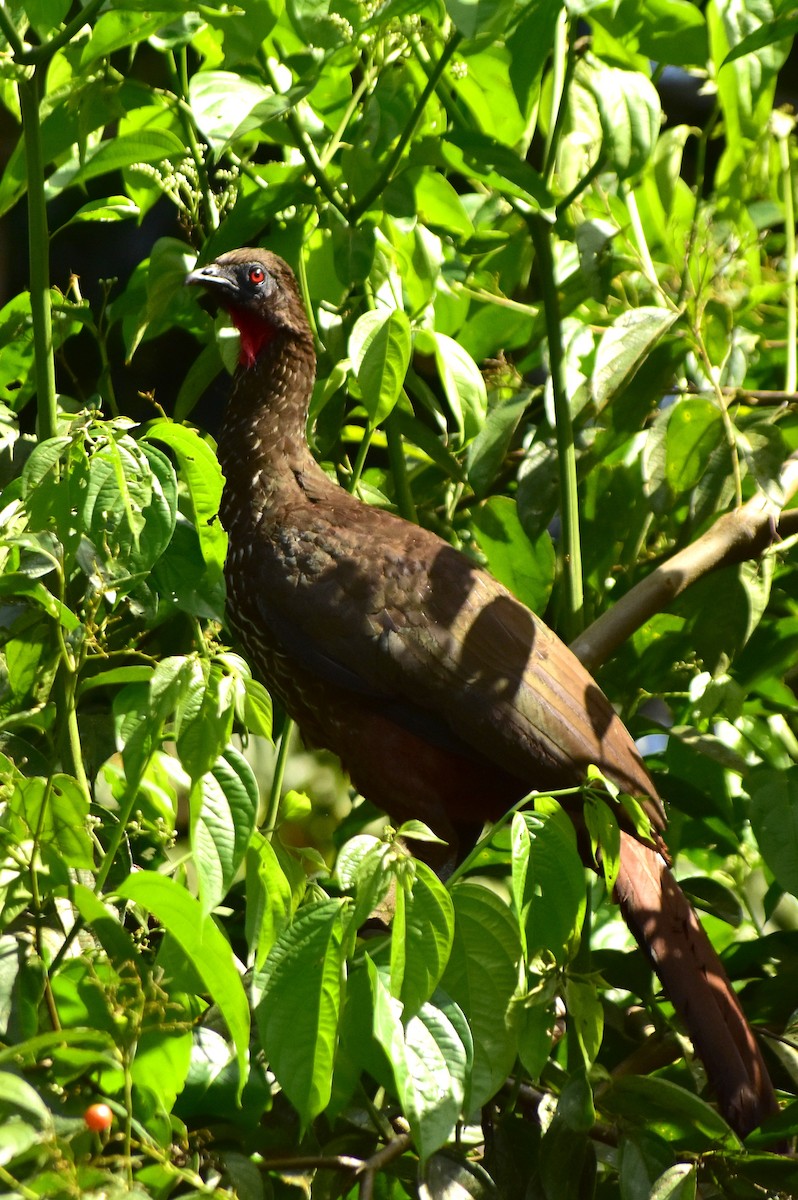 Crested Guan - ML612255435