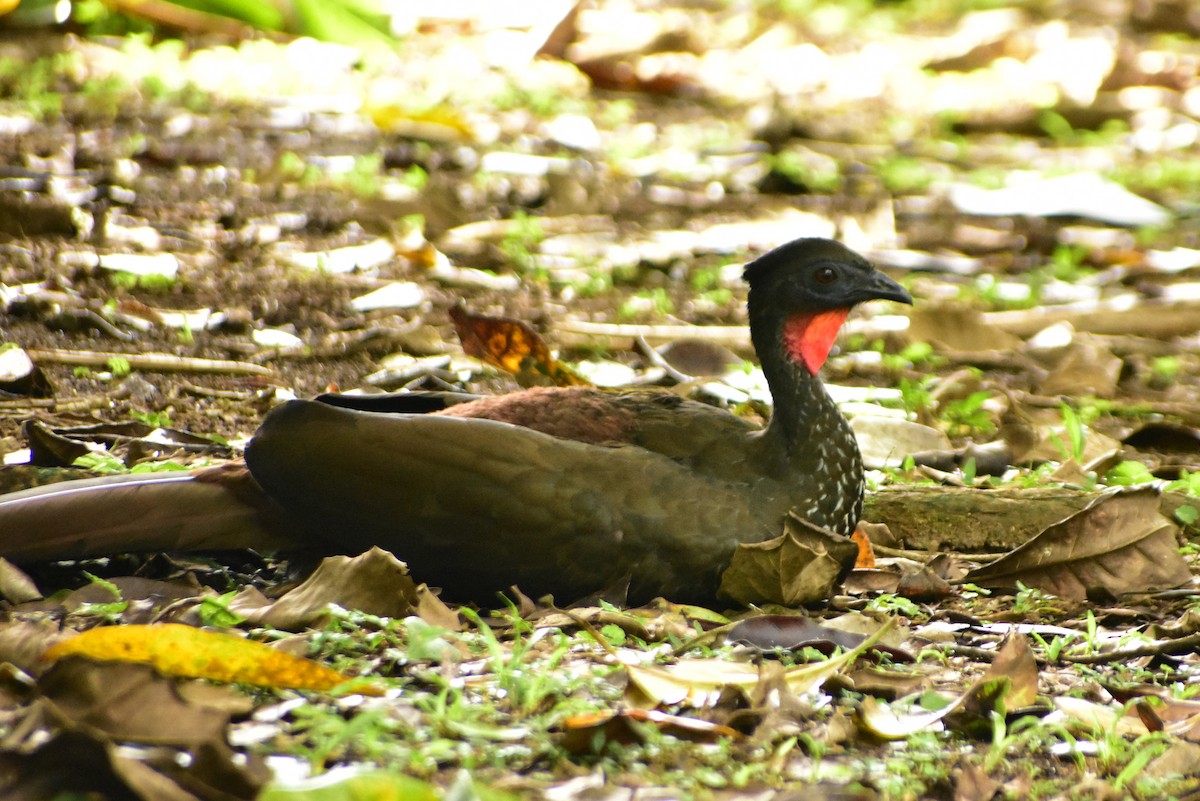 Crested Guan - ML612255436