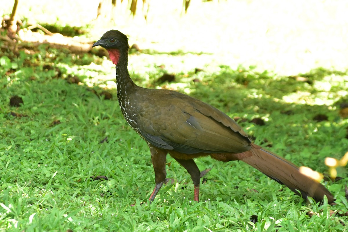 Crested Guan - ML612255437
