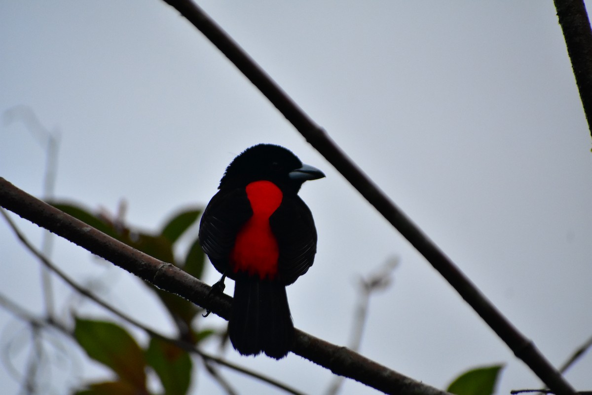 Scarlet-rumped Tanager - ML612255478