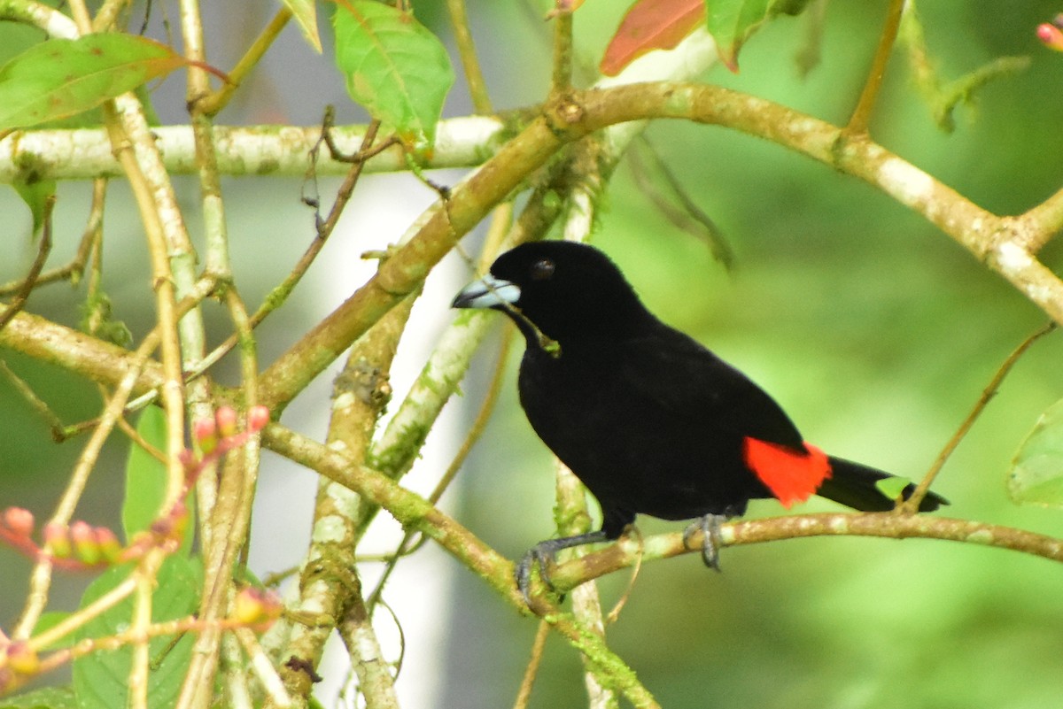 Scarlet-rumped Tanager - Rohit Chakravarty