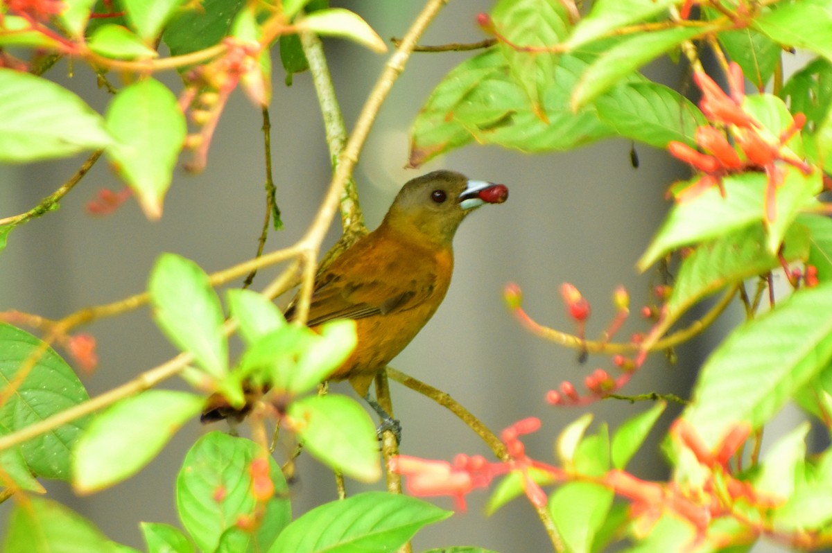 Scarlet-rumped Tanager - ML612255482