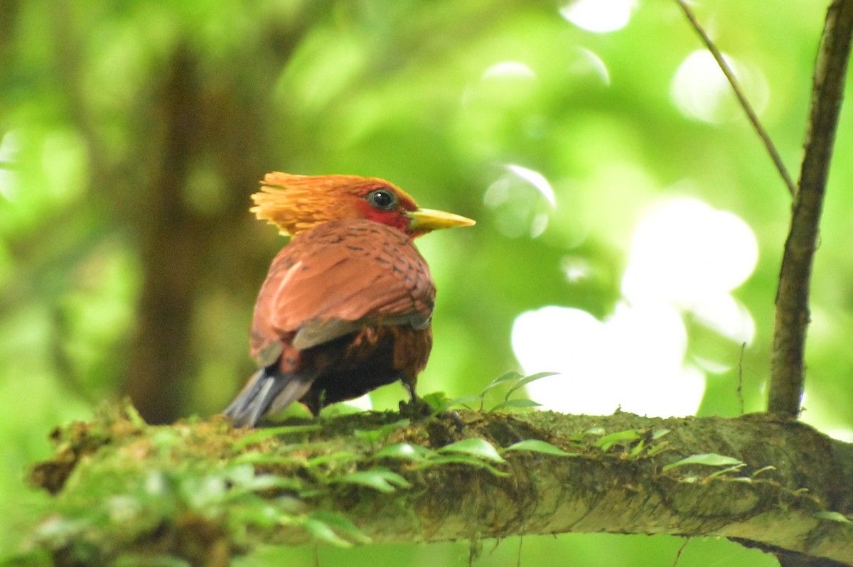 Chestnut-colored Woodpecker - Rohit Chakravarty