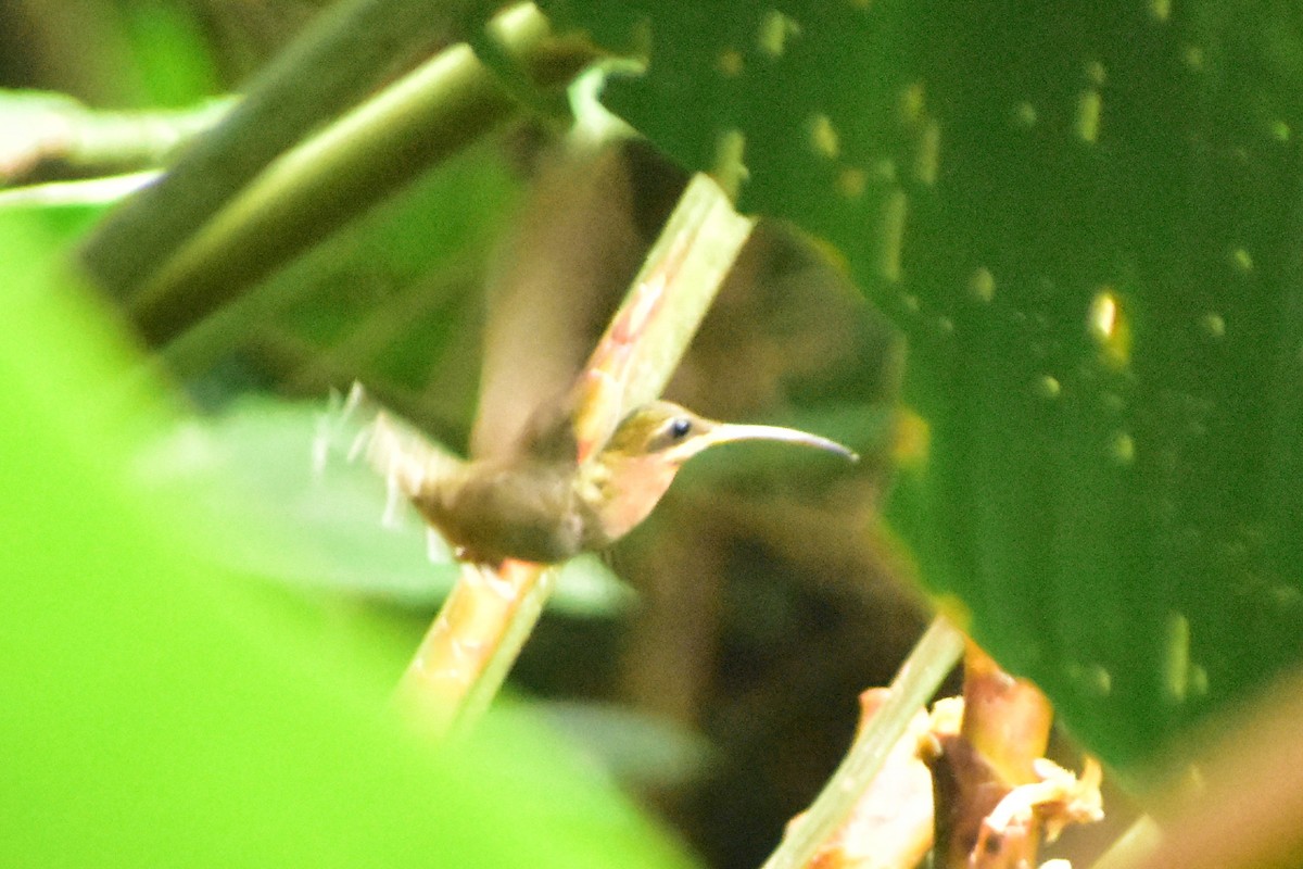 Пестрогорлый колибри-отшельник - ML612255611
