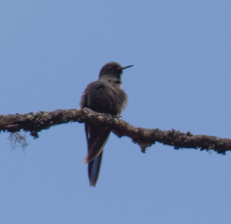 kolibřík modropláštíkový - ML612255724