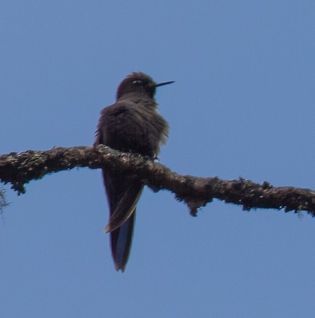 kolibřík modropláštíkový - ML612255804