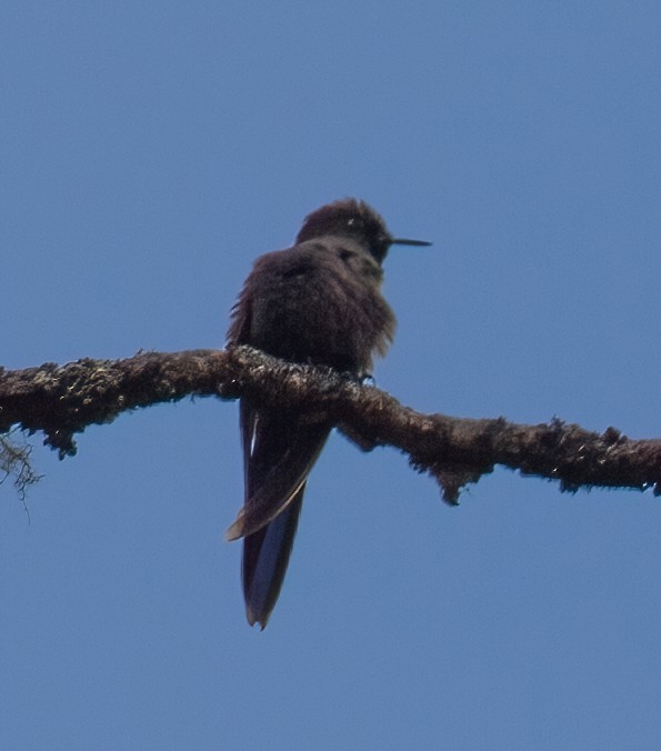 kolibřík modropláštíkový - ML612255879