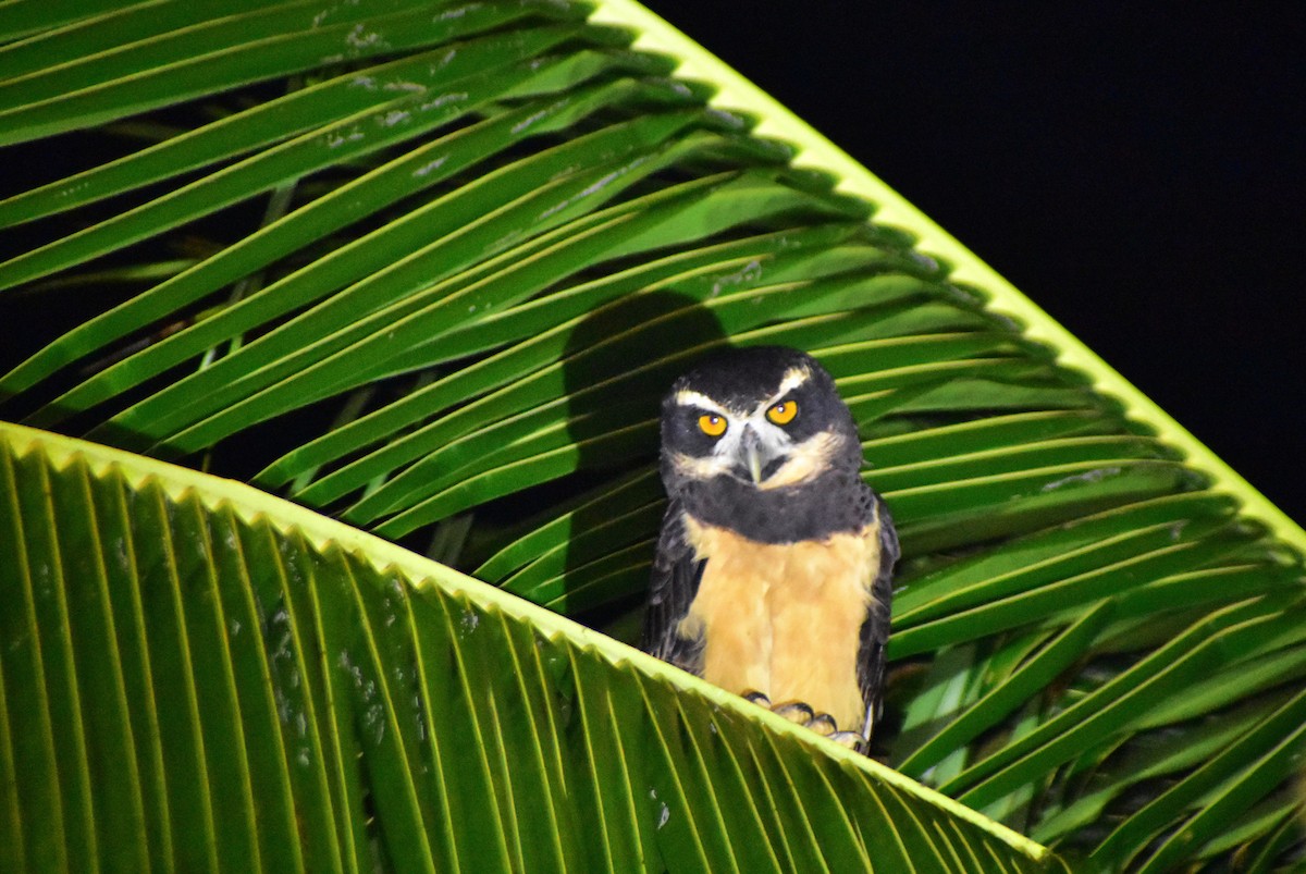 Spectacled Owl - ML612256042